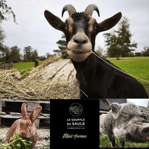 Mini ferme chambre hote moselle alsace